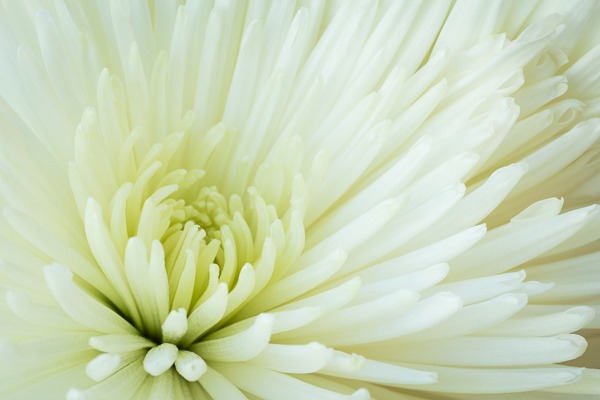 Bloom;Blossom;Blossoms;Calm;Close-up;Concepts;Flora;Floral;Flower;Floweret;Flowering;Flowers;Flowers & Plants;Healing;Health care;Healthcare;Macro;Minimalism;Nature;Oneness;Pastoral;Petal;Petals;Sunlight;Sunshine;Tan;Yellow;bloom;flora;floral;flower;peaceful;plants;restful;serene;soothing;sunlit;tranquil;zen