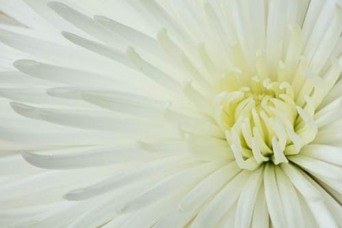 Abstract;Abstraction;Bloom;Blossom;Blossoms;Chrysanthemum;Close-up;Flower;Floweret;Flowering;Flowers;Oneness;Pattern;Petal;Petals;Plant;Shape;White;bloom;botanical;flora;floral;zen