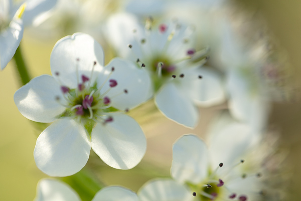 Bloom;Blossom;Blossoms;Botanical;Bradford Pear;Branches;Bud;Calm;Close-up;Floral;Floweret;Flowering;Flowers;Flowers & Plants;Healing;Health care;Healthcare;Macro;Nature;Pastoral;Petal;Plant;Seasons;Spring;Springtime;Sunlight;Sunshine;Tree;Yellow;bloom;botanicals;flora;floral;flower;green;leaves;limbs;oneness;peaceful;plant;plants;restful;serene;soothing;sunlit;tranquil;tree limbs;trees;zen