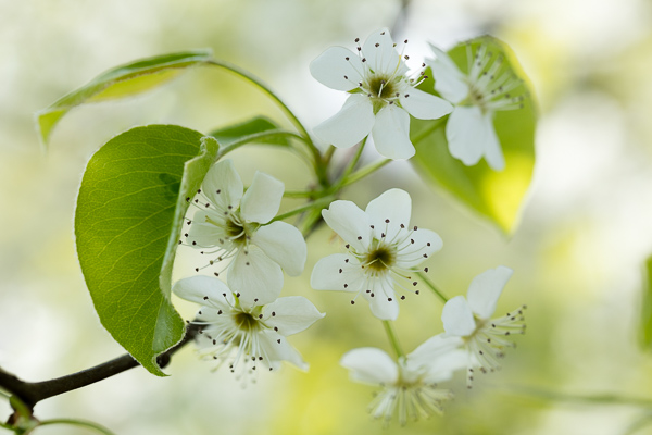 Bloom;Blossom;Blossoms;Botanical;Bradford Pear;Branches;Bud;Calm;Close-up;Floral;Floweret;Flowering;Flowers;Flowers & Plants;Healing;Health care;Healthcare;Macro;Nature;Pastoral;Petal;Plant;Seasons;Spring;Springtime;Sunlight;Sunshine;Tree;Yellow;bloom;botanicals;flora;floral;flower;green;leaves;limbs;oneness;peaceful;plant;plants;restful;serene;soothing;sunlit;tranquil;tree limbs;trees;zen