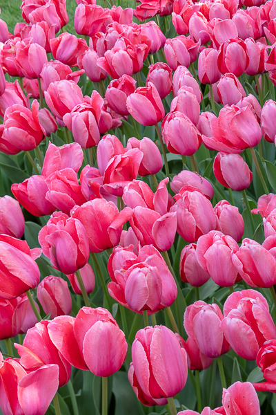 Abstract;Abstraction;Bloom;Blossom;Blossoms;Bud;Calm;Close-up;Flora;Floral;Floweret;Flowering;Flowers;Flowers & Plants;Healing;Health care;Healthcare;Line;Macro;Nature;Pastoral;Petal;Pink;Shape;bloom;flora;floral;flower;green;magenta;oneness;pattern;peaceful;plants;restful;serene;soothing;tranquil;tulip;zen