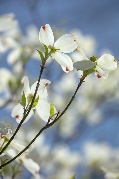 Bloom;Blossom;Blossoms;Blue;Branches;Calm;Close-up;Dogwood;Floral;Floweret;Flowering;Flowers;Healing;Health care;Healthcare;Looking up;Macro;Nature;Pastoral;Petal;Petals;Tree;bloom;branch;flora;floral;flower;green;oneness;peaceful;plants;restful;serene;soothing;tranquil;zen