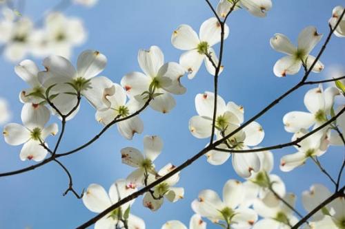 Bloom;Blossom;Blossoms;Blue;Branch;Branches;Close-up;Dogwood;Flower;Floweret;Flowering;Flowers;Green;Looking up;Oneness;Pastoral;Peaceful;Petal;Petals;Tree;bloom;flora;floral;zen