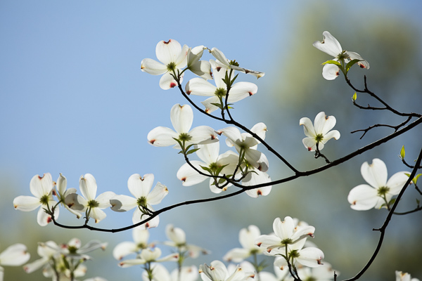 Bloom;Blossom;Blossoms;Blue;Branches;Calm;Close-up;Dogwood;Floral;Floweret;Flowering;Flowers;Healing;Health care;Healthcare;Looking up;Macro;Nature;Pastoral;Petal;Petals;Tree;bloom;branch;flora;floral;flower;green;oneness;peaceful;plants;restful;serene;soothing;tranquil;zen
