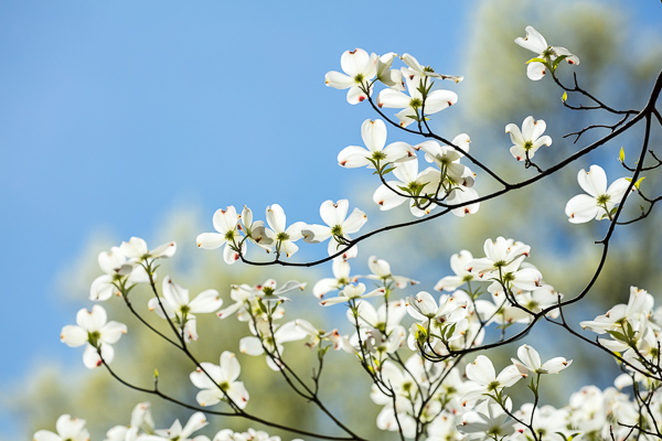 Bloom;Blossom;Blossoms;Blue;Branches;Calm;Close-up;Dogwood;Floral;Floweret;Flowering;Flowers;Healing;Health care;Healthcare;Looking up;Macro;Nature;Pastoral;Petal;Petals;Tree;bloom;branch;flora;floral;flower;green;oneness;peaceful;plants;restful;serene;soothing;tranquil;zen