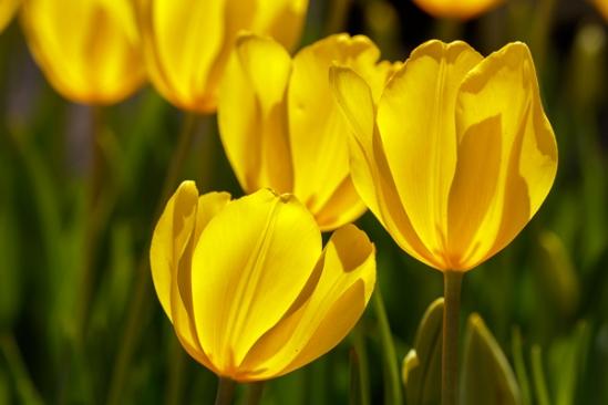 Backlit;Bloom;Blossom;Blossoms;Botanical;Calm;Close-up;Floral;Floweret;Flowering;Flowers;Flowers & Plants;Gold;Healing;Health care;Healthcare;Macro;Nature;Pastoral;Petal;Petals;Sunlight;Sunshine;Yellow;bloom;botanicals;flora;floral;flower;green;oneness;peaceful;plant;plants;restful;serene;soothing;sunlit;tranquil;tulip;zen