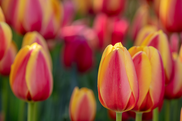 Bloom;Blossom;Blossoms;Bud;Calm;Close-up;Flora;Floral;Floweret;Flowering;Flowers;Flowers & Plants;Healing;Health care;Healthcare;Macro;Nature;Pastoral;Petal;Yellow;bloom;flora;floral;flower;oneness;orange;peaceful;plants;red;restful;serene;soothing;tranquil;tulip;zen