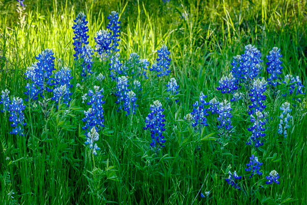 Bloom;Blossom;Blossoms;Blue;Bluebonnets;Blues;Botanical;Botanicals;Calm;Concepts;Cool Colors;Cool Palette;Cool Tones;Floral;Floweret;Flowering;Flowers;Flowers & Plants;Green;Greens;Healing;Health care;Healthcare;Lupinus texensis;Nature;Oneness;Pastoral;Petal;Sunlight;Sunshine;Texas;Texas Bluebonnet;United States;bloom;blue;color;flora;floral;flower;grass;green;landscape;peaceful;plants;restful;serene;soothing;sunlit;tranquil;wildflower