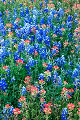 Abstract;Abstraction;Bloom;Blossom;Blossoms;Blue;Bluebonnet;Bluebonnets;Blues;Botanical;Calm;Close-up;Cool Colors;Cool Palette;Cool Tones;Floral;Floweret;Flowering;Flowers;Healing;Health care;Healthcare;Indian Paintbrush;Macro;Minimalism;Nature;Pastoral;Petal;Pink;Seasons;Shape;Spring;Springtime;Texas;Texas Bluebonnet;bloom;blue;botanicals;color;field;flora;floral;flower;green;landscape;oneness;pattern;peaceful;plants;red;restful;serene;soothing;texture;tranquil;wildflower;zen