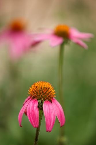 Bloom;Blossom;Blossoms;Botanical;Calm;Close-up;Floweret;Flowering;Flowers;Healing;Health care;Healthcare;Minimalism;Pastoral;Petal;Pink;Purple Coneflower;bloom;botanicals;flora;floral;flower;green;magenta;oneness;orange;peaceful;plant;plants;red;restful;serene;soothing;tranquil;wildflower;zen