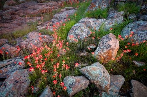 Bloom;Blossom;Blossoms;Boulder;Boulders;Close-up;Floret;Flower;Floweret;Flowering;Flowers;Flowers & Plants;Geological;Geology;Green;Healing;Health care;Healthcare;Indian Paintbrush;Landscape;Macro;Magenta;Nature;Oneness;Pastoral;Peaceful;Petal;Pink;Plant;Red;Rock;Rock Formations;Rocks;Rocky;Stone;Stones;Striation;Texas;Texas Hill Country;Wabi Sabi;bloom;botanical;calm;flora;floral;restful;serene;soothing;tranquil;zen