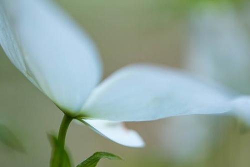 Bloom;Blossom;Blossoms;Close-up;Dogwood;Flower;Floweret;Flowering;Flowers;Green;Leaf;Oneness;Peaceful;Petal;Plant;Soft Focus;bloom;botanical;botanicals;flora;floral;zen