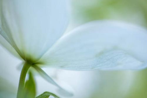 Bloom;Blossom;Blossoms;Close-up;Dogwood;Flower;Floweret;Flowering;Flowers;Green;Leaf;Oneness;Peaceful;Petal;Plant;Soft Focus;bloom;botanical;botanicals;flora;floral;zen