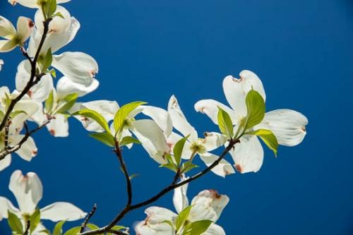 Bloom;Blossom;Blossoms;Blue;Flower;Floweret;Flowering;Flowers;Flowers & Plants;Green;Healing;Health care;Healthcare;Leaf;Leaves;Nature;Oneness;Pastoral;Peaceful;Petal;Plant;Plants;Tree;White;bloom;botanical;botanicals;calm;flora;floral;limbs;restful;serene;soothing;tranquil;tree limbs;zen