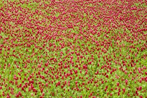 Abstract;Abstraction;Bloom;Blossom;Blossoms;Flower;Floweret;Flowering;Flowers;Green;Oneness;Pattern;Red;Red Clover;Wildflower;bloom;flora;floral;zen
