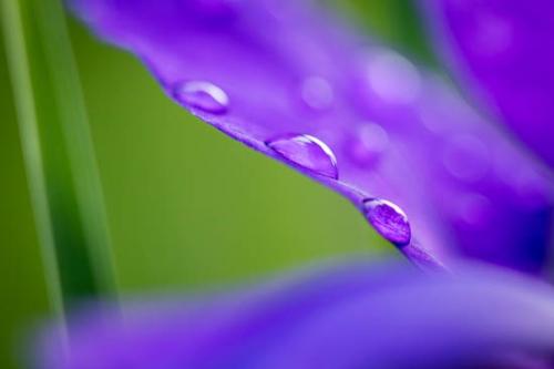 Abstract;Abstraction;Bloom;Blossom;Blossoms;Blue;Botannicals;Close-up;Dew;Dewy;Drop;Droplets;Flower;Floweret;Flowering;Flowers;Green;Leaf;Oneness;Pastoral;Pattern;Peaceful;Petal;Plant;Purple;Shape;Texture;Water;Water Drops;bloom;botanical;dew drops;drops;flora;floral;iris;zen