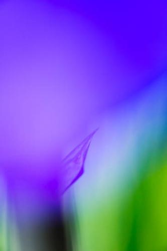 Abstract;Abstraction;Bloom;Blossom;Blossoms;Blue;Botannicals;Close-up;Flower;Floweret;Flowering;Flowers;Green;Leaf;Oneness;Pastoral;Pattern;Peaceful;Petal;Plant;Purple;Shape;Texture;bloom;botanical;flora;floral;iris;zen