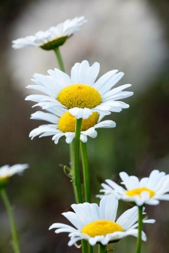 Bloom;Blossom;Blossoms;Close-up;Daisies;Daisy;Flower;Floweret;Flowering;Flowers;Green;Looking up;Oneness;Petal;Petals;Plant;Wildflower;Yellow;bloom;botanical;botanicals;flora;floral;zen