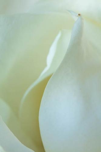 Abstract;Abstraction;Bloom;Blossom;Blossoms;Close-up;Flower;Floweret;Flowering;Flowers;Green;Magnolia;Oneness;Pattern;Petal;Plant;Shape;bloom;botanical;bud;cream;creamy;flora;floral