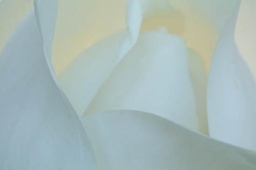 Abstract;Abstraction;Bloom;Blossom;Blossoms;Close-up;Flower;Floweret;Flowering;Flowers;Green;Magnolia;Oneness;Pattern;Peaceful;Petal;Plant;Shape;bloom;botanical;bud;cream;creamy;flora;floral;zen