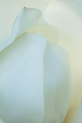 Abstract;Abstraction;Bloom;Blossom;Blossoms;Close-up;Flower;Floweret;Flowering;Flowers;Green;Magnolia;Oneness;Pattern;Petal;Plant;Shape;bloom;botanical;bud;cream;creamy;flora;floral