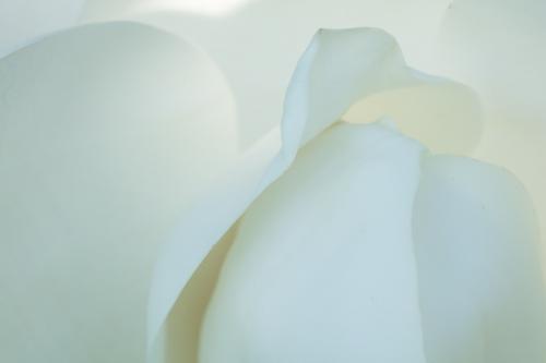 Abstract;Abstraction;Bloom;Blossom;Blossoms;Botanical;Bud;Close-up;Floweret;Flowering;Flowers;Magnolia;Petal;Shape;bloom;cream;creamy;flora;floral;flower;green;oneness;pattern;plant