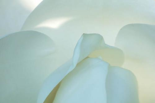 Abstract;Abstraction;Bloom;Blossom;Blossoms;Close-up;Flower;Floweret;Flowering;Flowers;Green;Magnolia;Oneness;Pattern;Petal;Plant;Shape;White;bloom;botanical;bud;cream;creamy;flora;floral