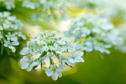 Bloom;Blossom;Blossoms;Botannicals;Close-up;Flower;Floweret;Flowering;Flowers;Gold;Green;Oneness;Petals;Plant;Queen Anne's Lace;Wildflower;Yellow;bloom;botanical;botanicals;flora;floral;zen