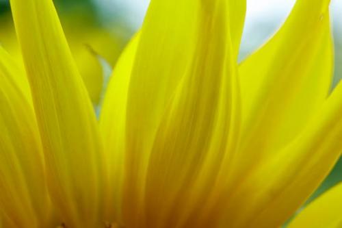 Abstract;Abstraction;Black-eyed Susan;Bloom;Blossom;Blossoms;Close-up;Flower;Floweret;Flowering;Flowers;Gold;Green;Healing;Health care;Healthcare;Macro;Modern;Nature;Oneness;Orange;Pastoral;Pattern;Peaceful;Petal;Plant;Sunflower;Yellow;bloom;botanicals;calm;contemporary;contemporary art;flora;floral;modern art;restful;serene;soothing;tranquil;zen