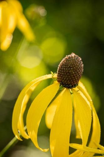 Bloom;Blossom;Blossoms;Botannicals;Brown;Close-up;Dew;Dewy;Drop;Droplets;Flower;Floweret;Flowering;Flowers;Green;Oneness;Peaceful;Petal;Plant;Prairie Coneflower;Tan;Water;Water Drops;Wildflower;Yellow;bloom;botanical;dew drops;drops;flora;floral;zen