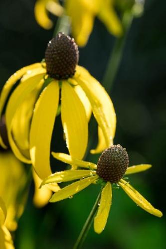 Bloom;Blossom;Blossoms;Botannicals;Brown;Close-up;Dew;Dewy;Drop;Droplets;Flower;Floweret;Flowering;Flowers;Green;Oneness;Peaceful;Petal;Plant;Prairie Coneflower;Tan;Water;Water Drops;Wildflower;Yellow;bloom;botanical;dew drops;drops;flora;floral;zen