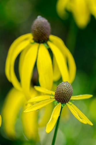 Bloom;Blossom;Blossoms;Botannicals;Brown;Close-up;Dew;Dewy;Drop;Droplets;Flower;Floweret;Flowering;Flowers;Green;Oneness;Peaceful;Petal;Plant;Prairie Coneflower;Tan;Water;Water Drops;Wildflower;Yellow;bloom;botanical;dew drops;drops;flora;floral;zen