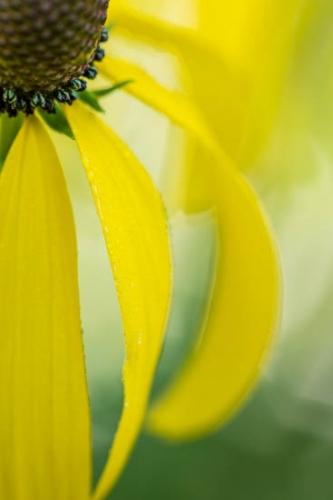 Bloom;Blossom;Blossoms;Botannicals;Brown;Close-up;Dew;Dewy;Drop;Droplets;Flower;Floweret;Flowering;Flowers;Green;Oneness;Peaceful;Petal;Plant;Prairie Coneflower;Tan;Water;Water Drops;Wildflower;Yellow;bloom;botanical;dew drops;drops;flora;floral;zen