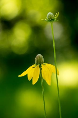 Bloom;Blossom;Blossoms;Botanical;Bud;Calm;Close-up;Floral;Floweret;Flowering;Flowers;Healing;Health care;Healthcare;Macro;Minimalism;Nature;Pastoral;Petal;Prairie Coneflower;Seasons;Spring;Springtime;Warm Colors;Warm Palette;Warm Tones;Yellow;bloom;botanicals;color;flora;floral;flower;green;oneness;peaceful;plant;plants;restful;serene;soothing;tranquil;wildflower;yellow;zen