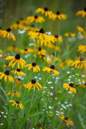 Black-eyed Susan;Bloom;Blossom;Blossoms;Brown;Calm;Close-up;Floral;Floweret;Flowering;Flowers;Flowers & Plants;Gold;Healing;Health care;Healthcare;Macro;Minimalism;Nature;Pastoral;Petal;Yellow;bloom;flora;floral;flower;green;oneness;peaceful;plants;restful;serene;soothing;tranquil;wildflower;zen