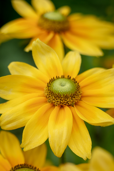 Abstract;Bloom;Blossom;Blossoms;Botanical;Calm;Close-up;Daisies;Daisy;Floral;Floweret;Flowering;Flowers;Flowers & Plants;Healing;Health care;Healthcare;Image type;Macro;Minimalism;Nature;Pastoral;Petal;Petals;Photo specs;Rudbeckia Prairie Sun Daisy;Yellow;bloom;botanicals;daisy;flora;floral;flower;green;oneness;orange;peaceful;plant;plants;restful;serene;soothing;tranquil;zen