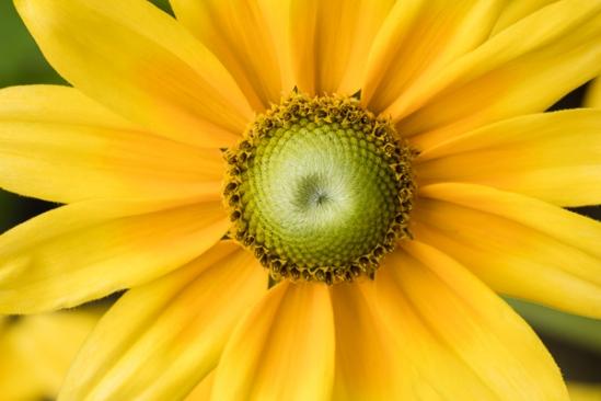 Abstract;Bloom;Blossom;Blossoms;Botanical;Calm;Close-up;Floral;Floweret;Flowering;Flowers;Flowers & Plants;Gold;Healing;Health care;Healthcare;Macro;Minimalism;Nature;Pastoral;Petal;Petals;Yellow;bloom;botanicals;flora;floral;flower;green;oneness;orange;peaceful;plant;plants;restful;serene;soothing;tranquil;wildflower;zen