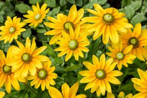 Black-eyed Susan;Bloom;Blossom;Blossoms;Close-up;Flower;Floweret;Flowering;Flowers;Gold;Green;Oneness;Orange;Pastoral;Peaceful;Petal;Plant;Yellow;bloom;flora;floral;zen