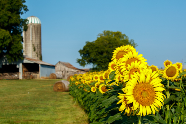 Agricultural;Agriculture;Bale;Barn;Blossom;Blossoms;Calm;Farm;Farming;Floweret;Flowering;Flowers;Healing;Health care;Healthcare;Sunflower;bloom;fence;field;flora;floral;flower;hay;pasture;peaceful;restful;serene;silo;soothing;tranquil