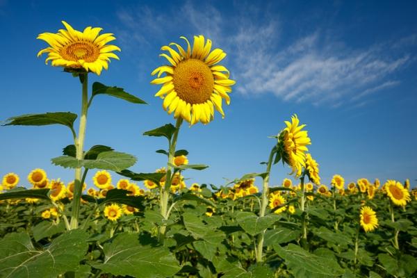 Bloom;Blossom;Blossoms;Blue;Calm;Close-up;Concepts;Cool Colors;Cool Palette;Cool Tones;Flora;Floral;Flower;Floweret;Flowering;Flowers;Flowers & Plants;Green;Greens;Healing;Health care;Healthcare;Looking up;Macro;Nature;Oneness;Pastoral;Petal;Sunflower;Sunlight;Sunshine;Yellow;bloom;color;flora;floral;flower;peaceful;plants;restful;serene;soothing;sunlit;tranquil