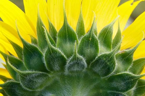 Blossom;Blossoms;Close-up;Flower;Floweret;Flowering;Flowers;Green;Healing;Health care;Healthcare;Macro;Nature;Oneness;Peaceful;Petal;Petals;Plant;Sunflower;Yellow;bloom;botanical;botanicals;calm;flora;floral;restful;serene;soothing;tranquil;zen