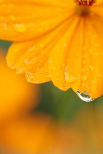 Bloom;Blossom;Blossoms;Close-up;Color;Cosmos;Damp;Dew;Dewy;Drop;Droplet;Droplets;Flower;Floweret;Flowering;Flowers;Gold;Green;Oneness;Orange;Pastoral;Peaceful;Petal;Petals;Plant;Water;Water Drops;Wet;Yellow;bloom;botanical;botanicals;dew drops;drops;flora;floral;zen