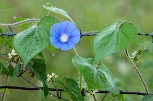 Bloom;Blossom;Blossoms;Blue;Close-up;Dew;Dewy;Fence;Flower;Floweret;Flowering;Flowers;Green;Healing;Health care;Healthcare;Leaf;Leaves;Macro;Morning Glory;Nature;Peaceful;Petal;Plant;Wildflower;bloom;botanical;bud;calm;dew drops;flora;floral;restful;serene;soothing;tranquil