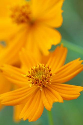 Bloom;Blossom;Blossoms;Close-up;Cosmos;Flower;Floweret;Flowering;Flowers;Green;Macro;Nature;Oneness;Orange;Peaceful;Petal;Petals;Plant;bloom;botanical;flora;floral;zen