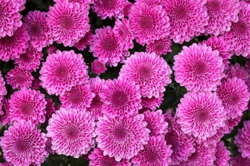 Bloom;Blossom;Blossoms;Chrysanthemum;Close-up;Flower;Floweret;Flowering;Flowers;Healing;Health care;Healthcare;Macro;Magenta;Nature;Oneness;Pastoral;Peaceful;Petal;Pink;Purple;bloom;botanical;bud;calm;flora;floral;restful;serene;soothing;tranquil;zen