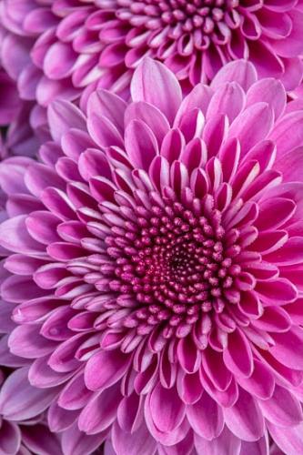 Bloom;Blossom;Blossoms;Chrysanthemum;Close-up;Flower;Floweret;Flowering;Flowers;Healing;Health care;Healthcare;Macro;Magenta;Nature;Oneness;Pastoral;Peaceful;Petal;Pink;Purple;bloom;botanical;bud;calm;flora;floral;restful;serene;soothing;tranquil;zen