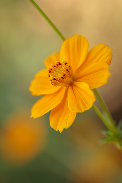 Bloom;Blossom;Blossoms;Calm;Close-up;Concepts;Cool Colors;Cool Palette;Cool Tones;Flora;Floral;Flower;Floweret;Flowering;Flowers;Flowers & Plants;Green;Greens;Healing;Health care;Healthcare;Macro;Minimalism;Nature;Oneness;Pastoral;Petal;Sunlight;Sunshine;Yellow;bloom;color;flora;floral;flower;peaceful;plants;restful;serene;soothing;sunlit;tranquil;zen