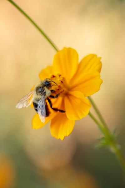 Bloom;Blossom;Blossoms;Botanical;Bumble Bee;Close-up;Common Eastern Bumble Bee;Concepts;Cool Colors;Cool Palette;Cool Tones;Cosmos;Cosmos Flowers;Flora;Floral;Flower;Floweret;Flowering;Flowers;Flowers & Plants;Green;Greens;Health care;Healthcare;Macro;Minimalism;Nature;Oneness;Pastoral;Petal;Petals;Sunlight;Sunshine;Wabi Sabi;Yellow;bee;bloom;bug;color;flora;floral;flower;green;insect;oneness;orange;peaceful;plants;restful;soothing;sunlit;tranquil;zen