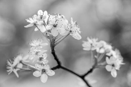 Bloom;Blossom;Blossoms;Bradford Pear;Close-up;Flower;Floweret;Flowering;Flowers;Healing;Health care;Healthcare;Nature;Oneness;Pastoral;Peaceful;Petal;Petals;Plant;Plants;Spring;Springtime;Trees;bloom;botanical;botanicals;calm;flora;floral;restful;serene;soothing;tranquil;zen