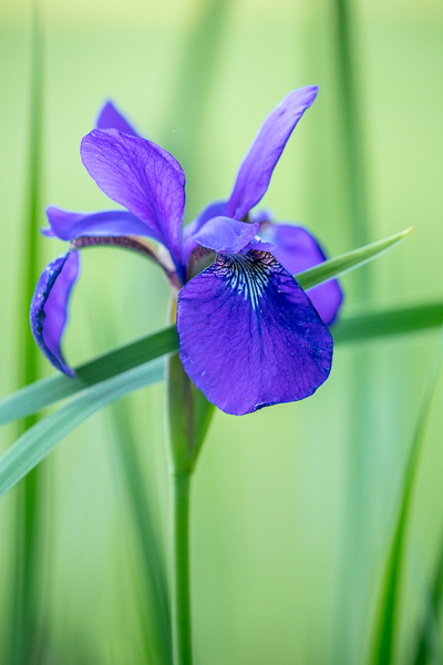 Blossom;Blossoms;Calm;Cool Colors;Cool Palette;Cool Tones;Floweret;Flowering;Flowers;Green;Greens;Healing;Health care;Healthcare;Purple;Violet;bloom;color;flora;floral;flower;iris;peaceful;restful;serene;soothing;tranquil